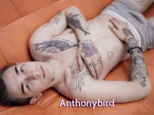 Anthonybird