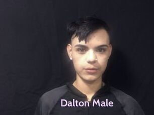 Dalton_Male