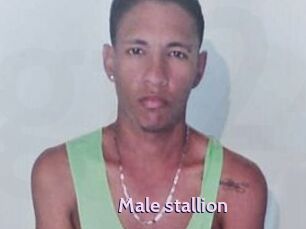 Male_stallion