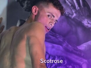 Scotrose